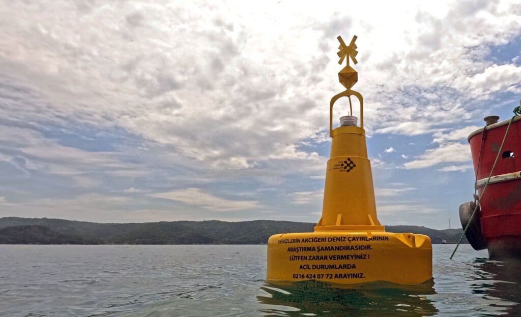 Güney Kore heyeti deniz çayırları incelemesi İstanbul Boğazı deniz çayırları koruma projesi TÜDAV ve İş Bankası denizlerin geleceği projesi